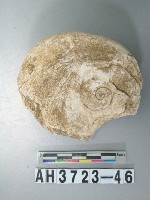 藏品(螺蓋製貝刮器)的圖片